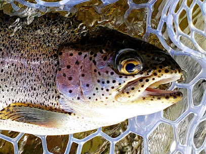 Capt Matt Thomas Fly Fishing Guide Service photo 1
