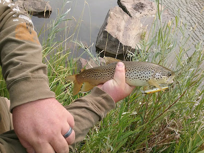 Dynamic Lures photo 1